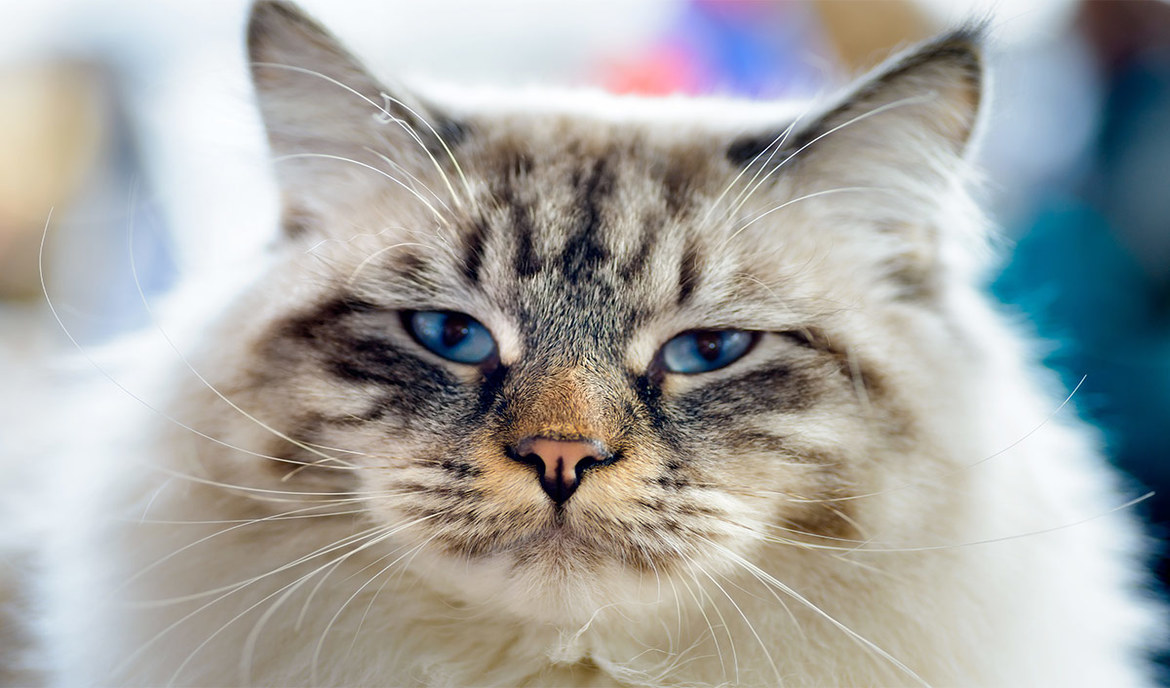 RagaMuffin: cat food and breed portrait